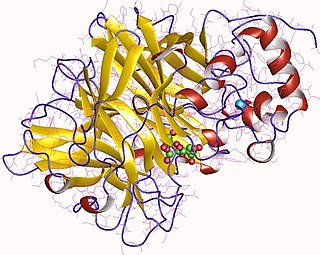 Levansucrase enzyme used in the catalysis of sucrose