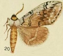 20-(Phalera)-Lavinia lavinia (Fawcett, 1916).JPG