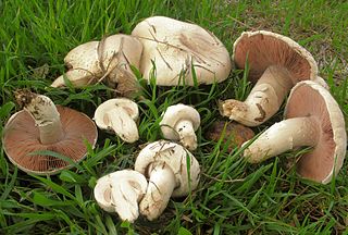 Die Champignons (Agaricus), zu