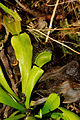 2012-07-27 15-29-54-Dionaea muscipula.jpg