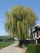 20130505 Weert (Maastricht Meerssen) 02 Weeping willow at Boekenderweg.JPG