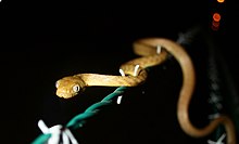 The introduction of the brown tree snake nearly eradicated the native bird population 20140402-APHIS-UNK-0004 (13592983734).jpg