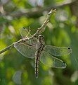 Großer Blaupfeil - Orthetrum cancellatum, Weibchen