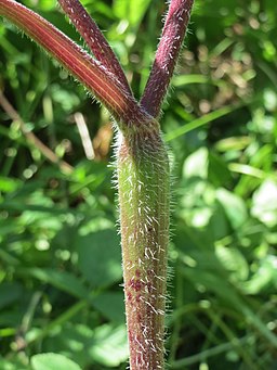 20150617Chaerophyllum temulum3