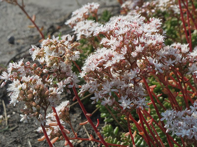 File:20150625Sedum album1.jpg