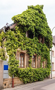 Wohnhaus mit Efeu bewachsen Overgrown house with ivy