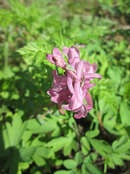 File:20180416Corydalis cava1.jpg