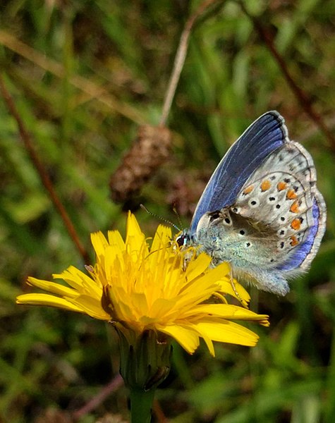 File:20190721 Leeuwenhorstbos - Icarusblauwtje (Polyommatus icarus) v2.jpg