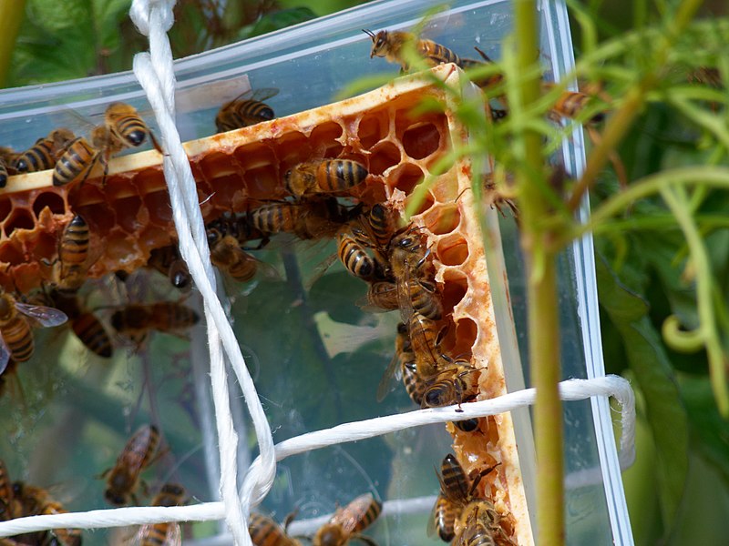 File:2022-08-16 16-13-13 abeilles.jpg