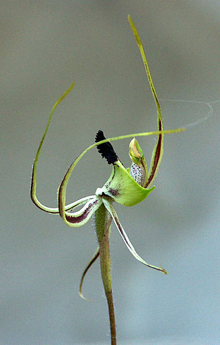 <i>Caladenia integra</i> Species of orchid