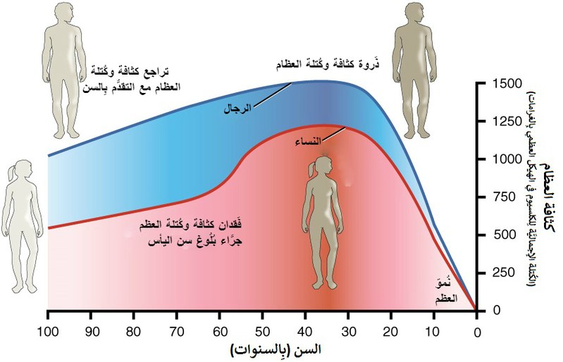 File:615 Age and Bone Mass-ar.jpg