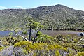 A.cupressoides at the Tarn Shelf, Tasmania.JPG