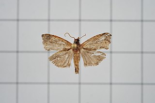 <i>Cryptaspasma helota</i> species of insect