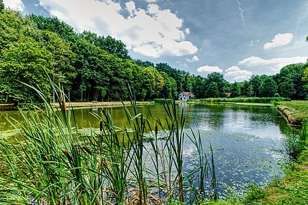 Een zomervijver (43152721340) .jpg