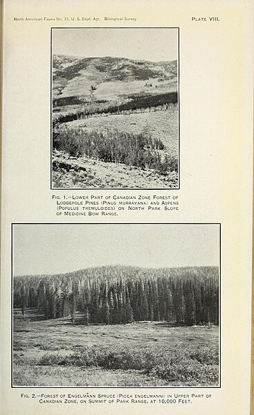 File:A biological survey of Colorado (1911) (19759873933).jpg