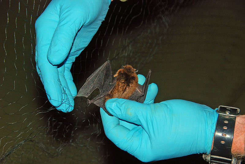 File:A biologist safety removes the bat from the net. (7645749140).jpg