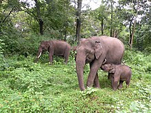 A family group of elephants in Mudumalai Tiger Reserve, India A family group of elephants in Mudumalai TR AJTJohnsingh.jpg