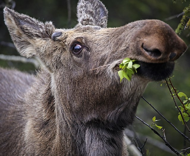 moose nose