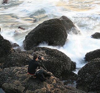 A photographer between waves and mussels