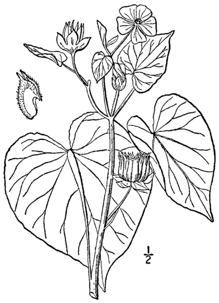 File:Abutilon theophrasti BB-1913.png