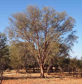 Acacia cyperophylla habit.jpg