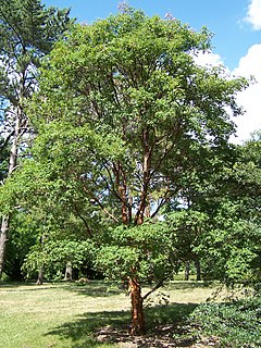 <i>Acer griseum</i> Species of maple