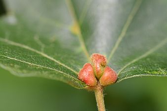 Aceria macrochela on Acer campestre