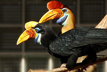 ไฟล์:Aceros_cassidix_-Vogelpark_Walsrode_-pair-8a.jpg