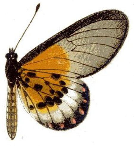 Acraea obeira