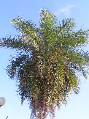 Macauba palm in Argentina