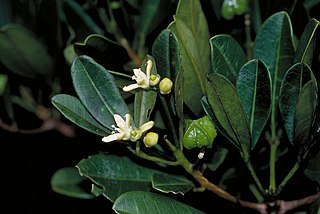 <i>Acronychia chooreechillum</i> Species of flowering plant