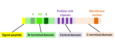 Fig. 2 The ActA protein and its functional domains ActA.png