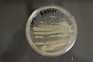 <i>Actinomadura</i> Genus of bacteria