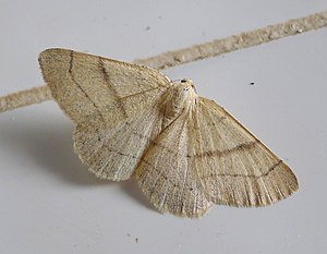 Adactylotis gesticularia. Geometridae. Ennominae. Boarmiini (10963588723).jpg