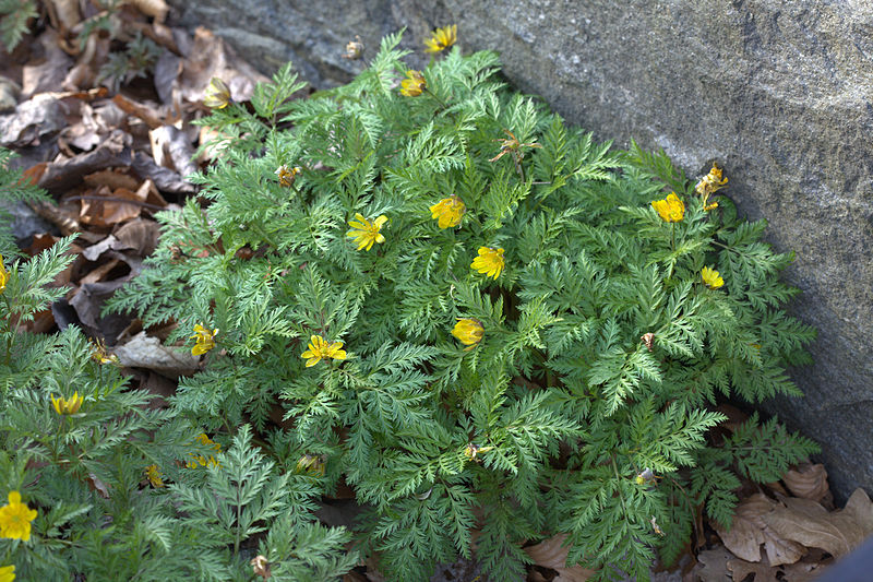 File:Adonis amurensis 07.jpg