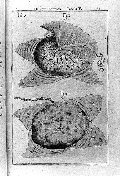 File:Adrianus Spigelius, De formato foetu Wellcome L0026175.jpg