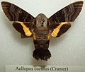 Aellopos ceculus