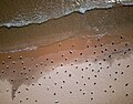 Image 490Aerial view of gulls, Harrington Beach State Park, Ozaukee County, Wisconsin, US