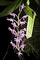 Aerides thibautiana