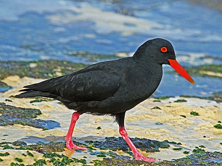 The African Black oystercatcher