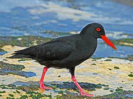 Tập_tin:African_Black_Oystercatcher_RWD1.jpg