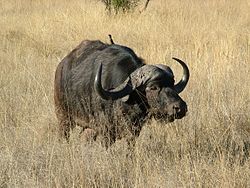 ’n buffel in die Mabula Game Reserve, Suid-Afrika, soos opgeneem in 2004.