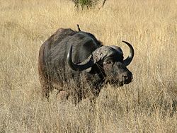 African Buffalo.JPG