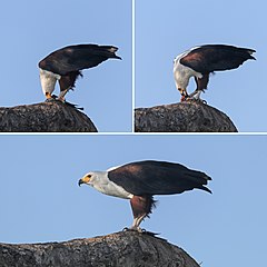 Visarend vreet 'n vis in die Nasionale Chobewildtuin, Botswana.