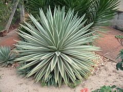 Agave