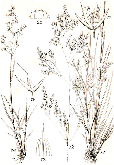 Agrostis spp Sturm15.jpg