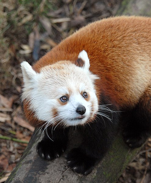 File:Ailurus fulgens - Kang 5.jpg