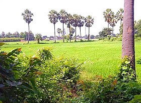 Farms of Akhini village