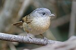 Thumbnail for Brown-cheeked fulvetta