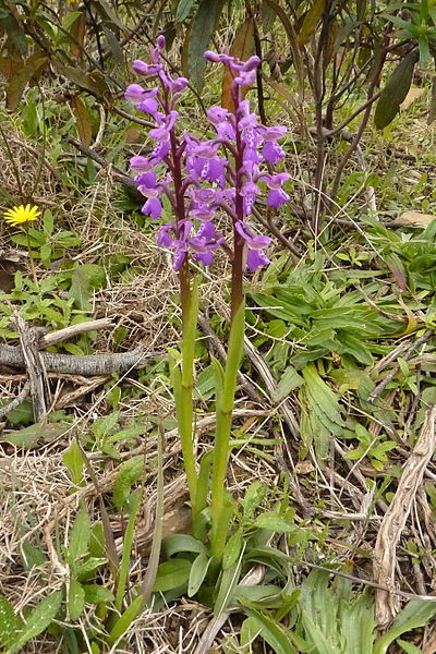 File:Algarve - early purple orchid (13442323994).jpg
